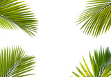Fototapeta Łazienka - Tropical palm leaf frame isolated on transparent background