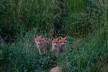Fox In The Grass