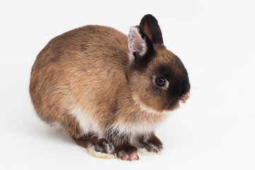 Wall Mural - Netherland Dwarf rabbit isolated on white background