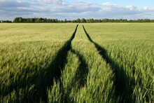 Two Parallel Lines In A Green Wheat Field