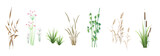 Fototapeta Fototapety do sypialni na Twoją ścianę - Cattail, reeds, cane, bamboo, butomus, sedge and other marsh grass - a collection of color vector illustrations, isolated on a white background.