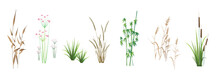Cattail, Reeds, Cane, Bamboo, Butomus, Sedge And Other Marsh Grass - A Collection Of Color Vector Illustrations, Isolated On A White Background.