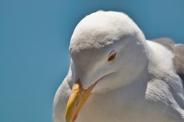 Canvas Print - Close-up of a European herring gull (Larus argentatus) with a blue sky in the background