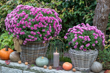 Pink Chrysanthemen In Körben Im Herbstgarten