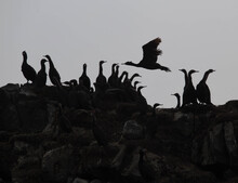Silhouettes Of A Flock Of Cormorants. Northern Kuriles. Russia