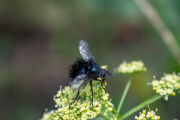 mosca
