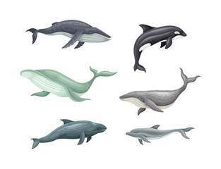 sea mammal animals set. whale, killer whale, dolphin marine inhabitants vector illustration