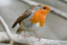 Close-up Shot Of A European Robin (Erithacus Rubecula) Resting On A Tree Branch Looking Aside