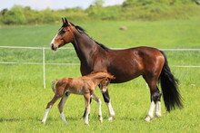 Sweet Chestnut Foal With Bay Mare On A Background Of Lush Green Grass