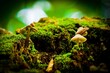Mushrooms and Moss // Pilze und Moos