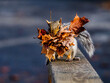 Squirrel collecting leaves to build nest