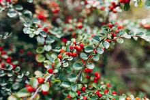 A Cotoneaster Bush With Red Berries On Branches. Beautiful Nature Background, Autumn Time