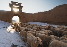 Sheep In The Yongtai Ancient County 