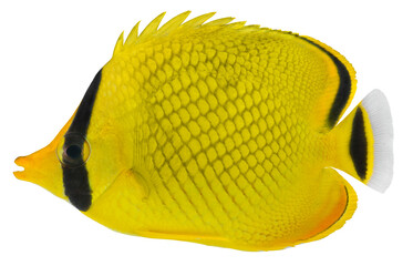 Poster - Latticed Butterfly fish. Chaetodon rafflesi. PNG masked background.

