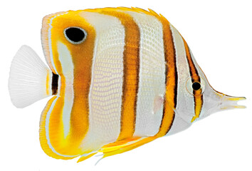 Canvas Print - Copperbanded Butterfly fish. PNG masked background.
