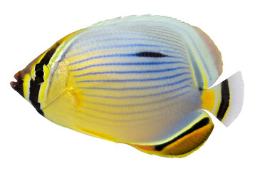 Canvas Print - Pacific Redfin Butterflyfish. PNG masked background.
