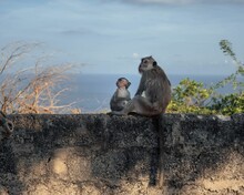 Bonnet Macaque With Its Baby Sitting On A Wall, Looking At The View With The Sea In The Background