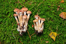 Honey Mushrooms On The Moss
