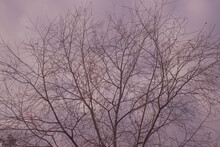 Tree Without Leaves In Autumn Against Gray Sky 
