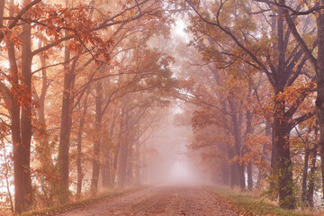 Wall Mural - Autumn Magic forest. Colorful alley landscape in morning fog. Wood, rural road, orange leaves. Travel, walking, cycling, Fall background. Natural tunnel, eco tourism theme