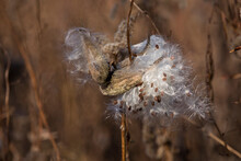 Close Up Of Milkweed Seed Pod With White Fluffy Seeds On A Brown Background On A Fall Day In Iowa. 