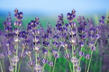 Wall Mural - Fresh aroma Lavender herb flowers