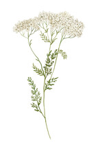 Watercolor Illustration Of Yarrow Isolated On White Background