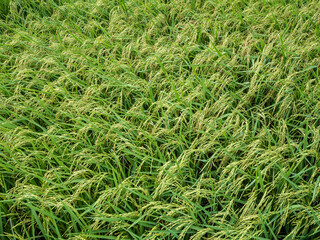 Rice fields, green, fresh, beautiful and food.