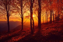 Beautiful Autumn Trees In The Evening Forest. Autumn Forest At Sunset. 3d Rendering