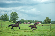 Mare And Foal Horses  Running In Pasture With Dark Sorm Clouds Overhead.