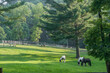 Hoses and donkey graze in lush forested in pasture.
