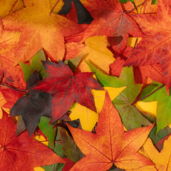 Wall Mural - Creative layout made of colorful autumn leaves. Flat lay. Nature concept.