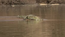 Mugger Crocodile On River Bank, India
Chambal River Uttar Pradesh, India, 2022
