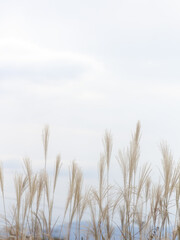 Naklejka na meble ススキ