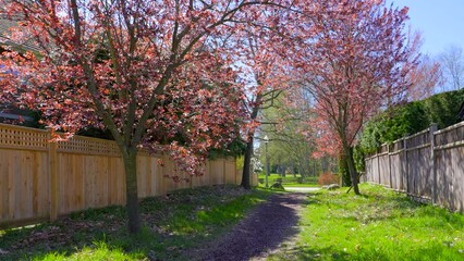 Wall Mural - Establishing shot of green and wood fence in Vancouver, Canada, North America. Outdoor landscape. Security and privacy concept. Day time on June 2022. Still camera view. ProRes 422 HQ.