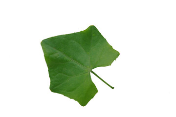 green leaf isolated on white