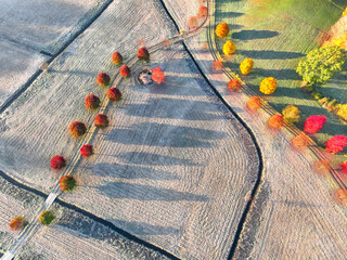 Wall Mural - aerial of autumn red tree in a row in farm field