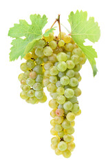 Sticker - Bunch of grapes isolated on white