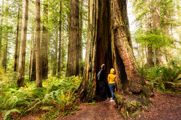 Hikers exploring old growth forest Redwood National Park California