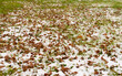 Snow fell on the grass and fallen leaves in autumn.