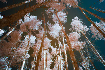 Wall Mural - infrared photography of pine trunks against a blue sky