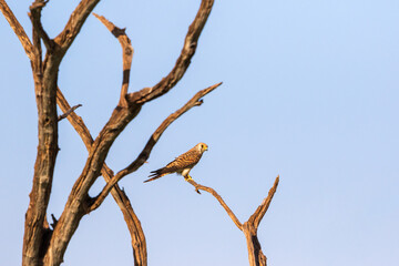 Sticker - Wild female Kestrel sits in a treetop and looking