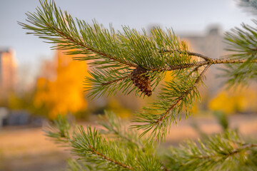 pine tree branch