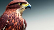 Illustration Of A Falcon Against The Blurry Grey Background