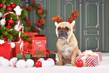 Wall Mural - Christmas reindeer dog. French Bulldog with costume headband with antlers sitting next to Christmas decoration in front of green wall