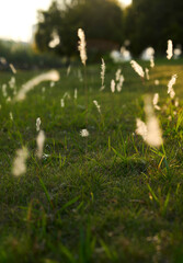 Sticker - Close-up of foxtail grass in sunlight, on the lawn