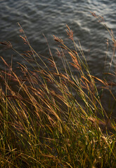 Canvas Print - Closeup of lake water surface and reed grass