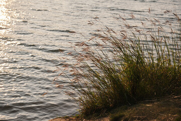 Canvas Print - Closeup of lake water surface and reed grass