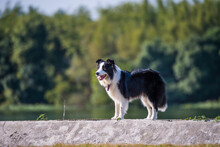 Border Collie Dog Standing On A River Embankment