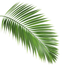 Palm Leaf Branch Tropic Summer Isolated Backgrounds 3d Illustration Png File